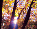 backlit forest scene